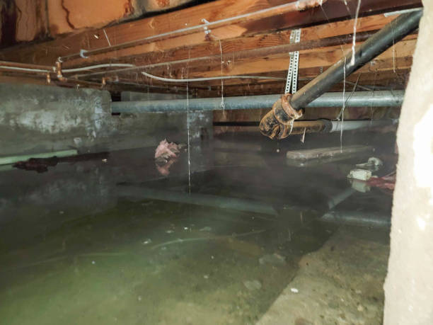 Best Carpet water damage restoration  in Walker, LA